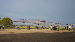 ひたち海浜公園, ネモフィラ