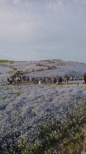 ひたち海浜公園, ネモフィラ