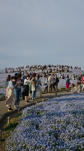 ひたち海浜公園, ネモフィラ