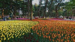 ひたち海浜公園, チューリップ