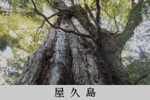 屋久島
